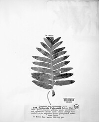 Plectosphaera polypodii image